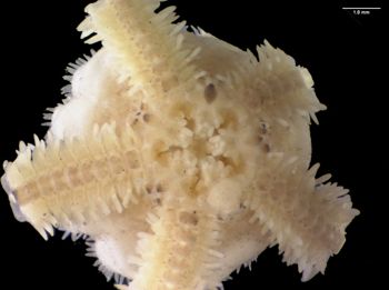 Media type: image; Invertebrate Zoology OPH-6796
